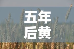 五年后黄金价还是大葱价›5年后黄金预计最少多少一克